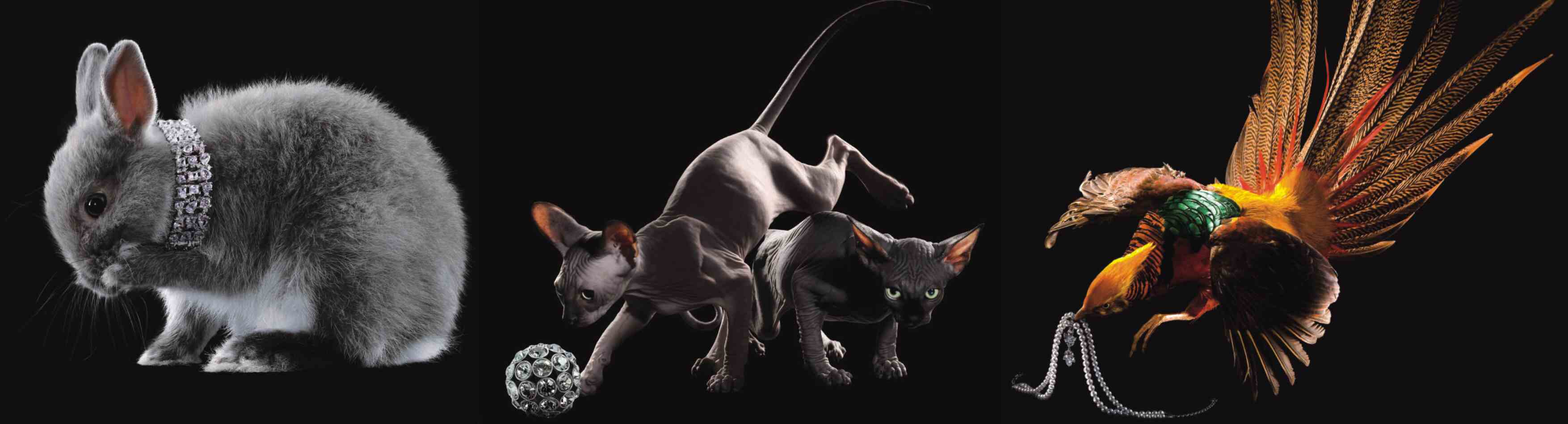 zajo