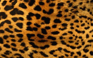 leopard-skin-pattern-backgrounds-pictures.jpg